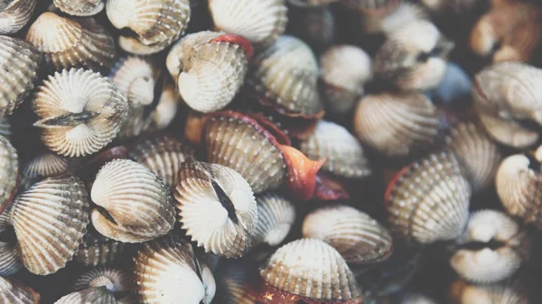 Cockles di mare crudo fresco vongole al mercato dei frutti di mare — Foto Stock