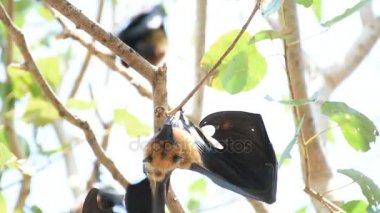 Ağaçta asılı yarasa (uçan tilki)