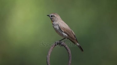 Bir ağaçta kuş (Kızıl gerdanlı sinekkapan)