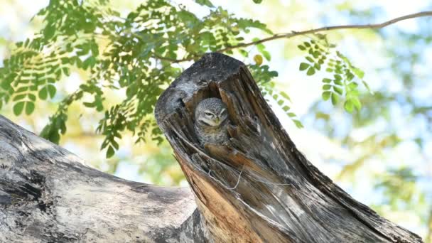 Fågel (fläckig Uggla; Owl) i ihålig trädstam — Stockvideo