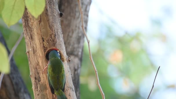 Pájaro (barbudo de cobre) en tronco hueco de árbol — Vídeos de Stock