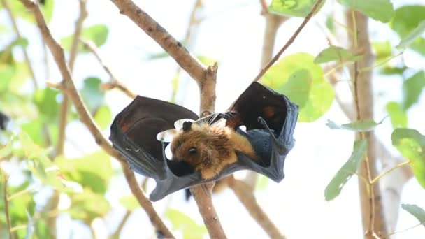 Bat (Flying fox) hanging on a tree — Stock Video