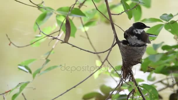 Pájaro (Pied Fantail Flycatcher) y bebé en el nido — Vídeo de stock