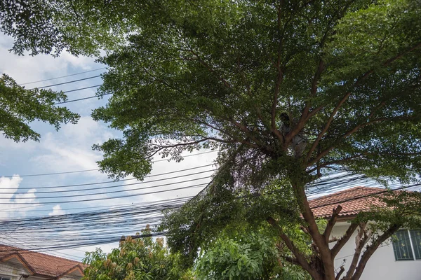 Reduzir cortar uma árvore para a segurança e bem ordenada — Fotografia de Stock