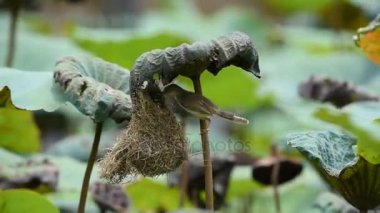 Kuş (düz doğusundan) doğada kuş yuva kurmak