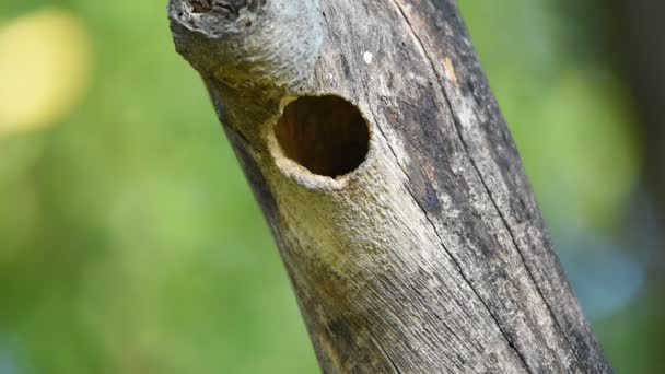 Zangvogels (koperslager baardvogel) holle boomstam — Stockvideo