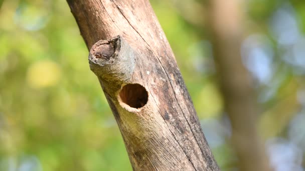 Pájaro (barbudo de cobre) en tronco hueco de árbol — Vídeos de Stock