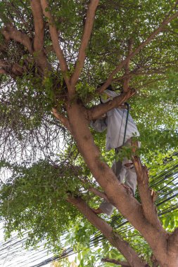 Chop iyi düzenli ve güvenliği için bir ağaç kesmek