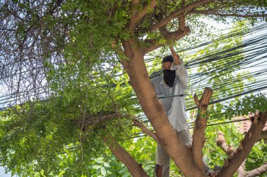 Chop iyi düzenli ve güvenliği için bir ağaç kesmek