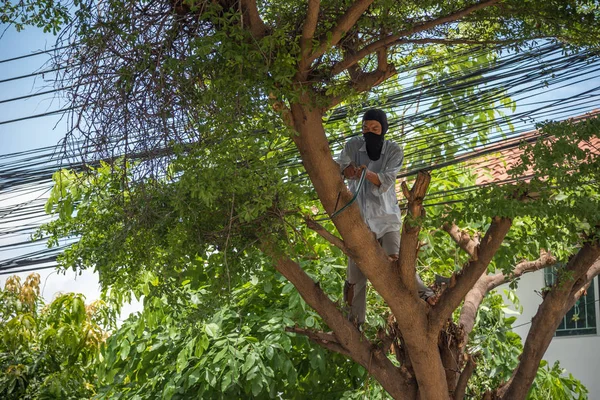 Cortar cortar un árbol por seguridad y bien ordenado —  Fotos de Stock