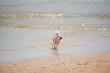 Kumsalda mutlu eğlenceli çalışan köpek denizde yolculuk ettiğinizde