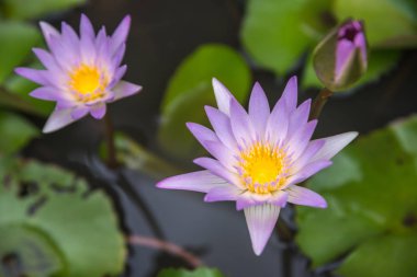 Lotus çiçeği (tropikal-nilüfer)