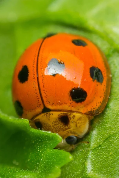 Böcek böcek (uğur böceği) doğada yaprak üzerinde makro