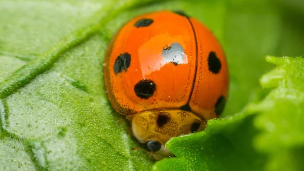 Böcek böcek (uğur böceği) doğada yaprak üzerinde makro