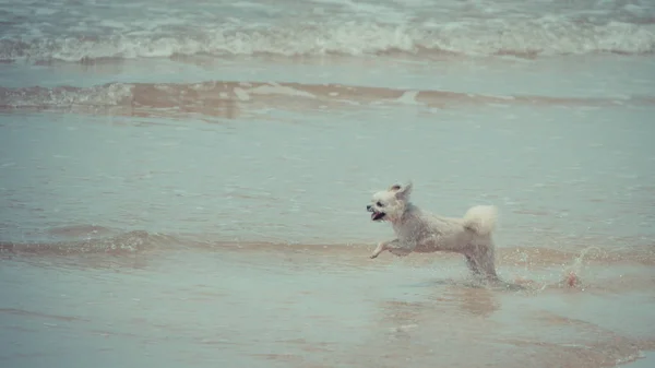 Cão correndo diversão feliz na praia quando viajar no mar — Fotografia de Stock