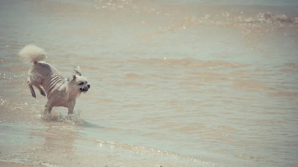Σκύλος τρέχει χαρούμενος διασκέδαση στην παραλία όταν ταξιδεύουν στη θάλασσα — Φωτογραφία Αρχείου