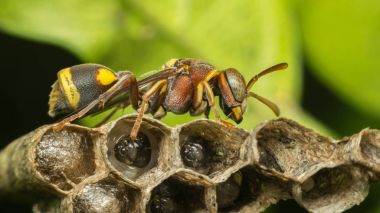 Macro of Hymenoptera on the nest in nature clipart
