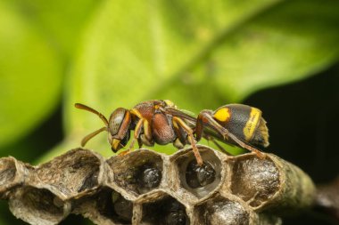 Macro of Hymenoptera on the nest in nature clipart