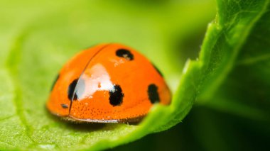 Böcek böcek (uğur böceği) doğada yaprak üzerinde makro