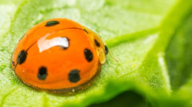 Böcek böcek (uğur böceği) doğada yaprak üzerinde makro