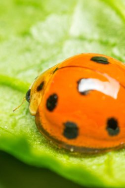 Böcek böcek (uğur böceği) doğada yaprak üzerinde makro