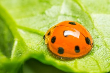 Böcek böcek (uğur böceği) doğada yaprak üzerinde makro