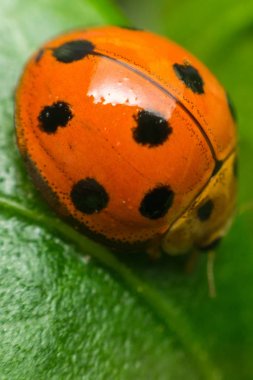 Böcek böcek (uğur böceği) doğada yaprak üzerinde makro