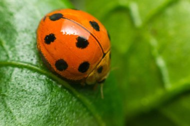 Böcek böcek (uğur böceği) doğada yaprak üzerinde makro