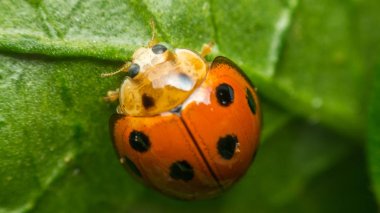 Böcek böcek (uğur böceği) doğada yaprak üzerinde makro