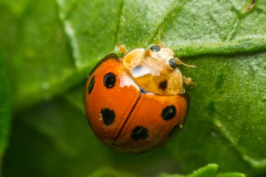 Macro of bug insect (Ladybug) on leaf in nature clipart