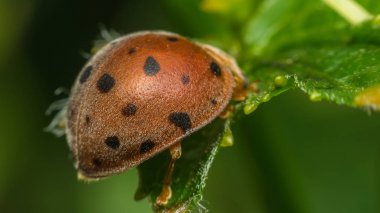 Böcek böcek (uğur böceği) doğada yaprak üzerinde makro