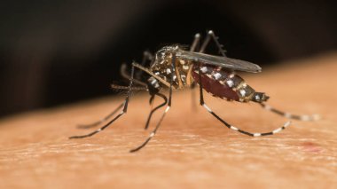 Kan emme makro sivrisinek (Aedes aegypti)
