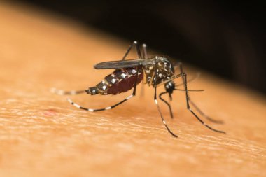 Kan emme makro sivrisinek (Aedes aegypti)