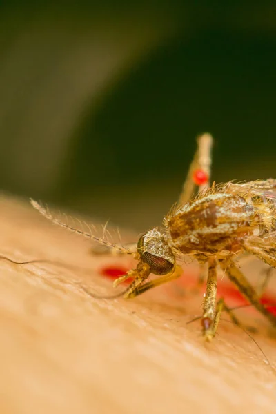 Macro of smashed mosquito (Aedes aegypti) to died — Stock Photo, Image