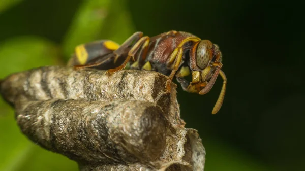 Macro de Hymenoptera en el nido en la naturaleza — Foto de Stock