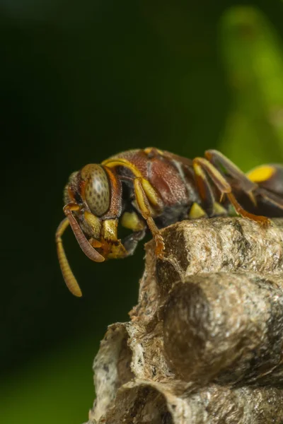 Macro of Hymenoptera on the nest in nature — Stock Photo, Image