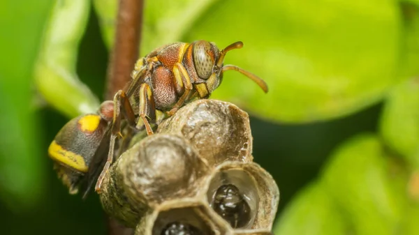 Makro von Hautflüglern auf dem Nest in der Natur — Stockfoto