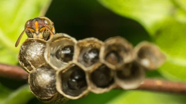 Makro von Hautflüglern auf dem Nest in der Natur — Stockfoto