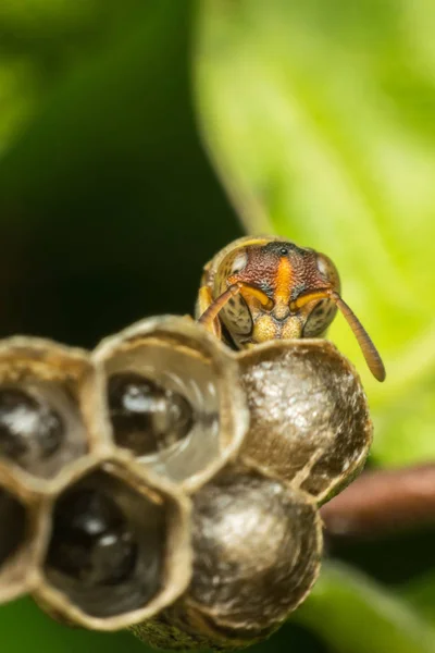 Макро Hymenoptera на гнезде в природе — стоковое фото