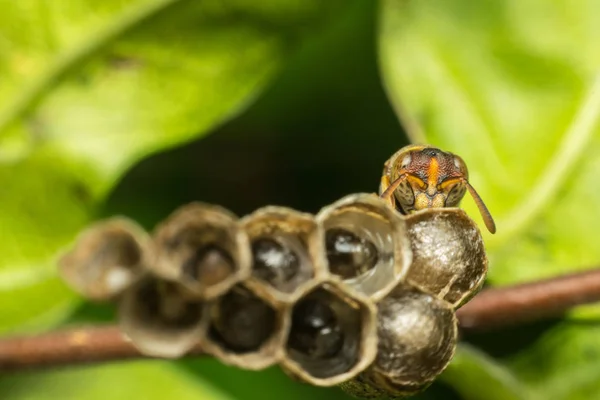 Makro von Hautflüglern auf dem Nest in der Natur — Stockfoto