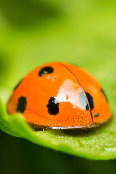 Macro of bug insect (Ladybug) on leaf in nature — Stock Photo, Image