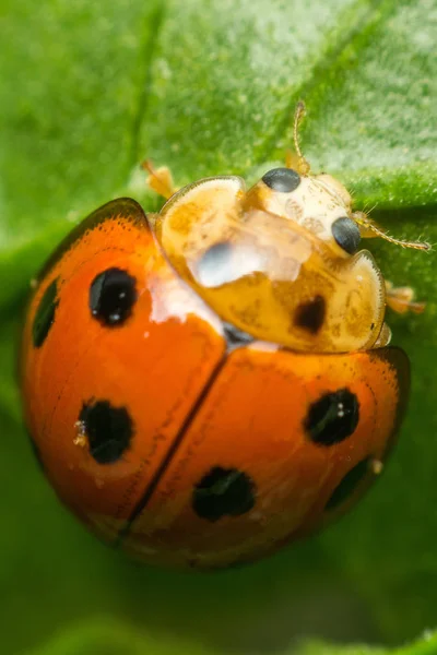 Makro von Insekten (Marienkäfer) auf Blättern in der Natur — Stockfoto