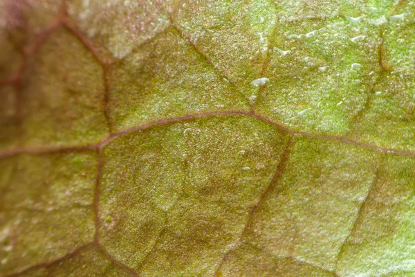 Macro van plant blad textuur natuur achtergrond — Stockfoto