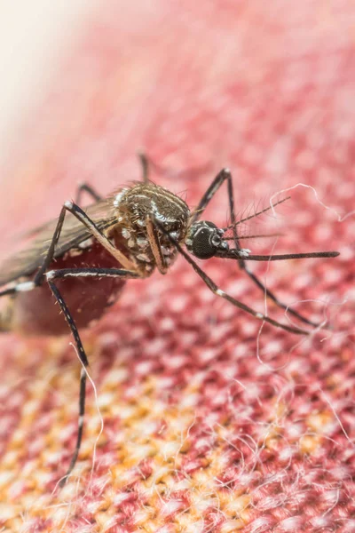 Macro de mosquito (Aedes aegypti) portador del virus — Foto de Stock