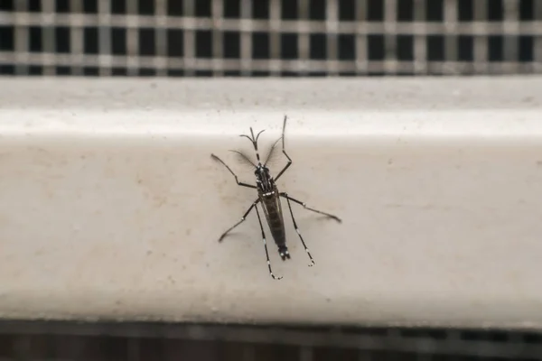 Macro do mosquito (Aedes aegypti) portador do vírus — Fotografia de Stock