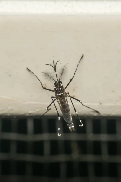 Macro de mosquito (Aedes aegypti) portador del virus —  Fotos de Stock