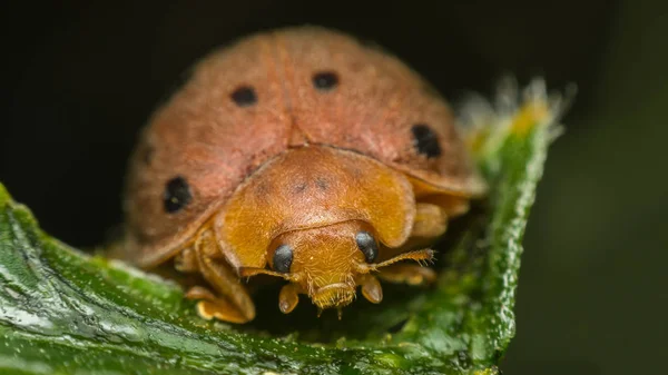 Böcek böcek (uğur böceği) doğada yaprak üzerinde makro — Stok fotoğraf