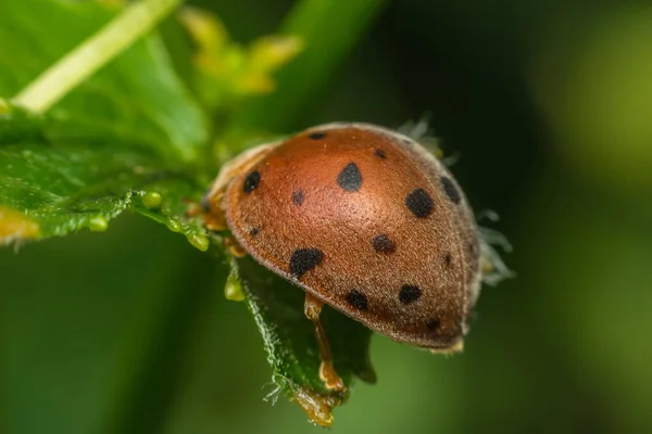 Makro von Insekten (Marienkäfer) auf Blättern in der Natur — Stockfoto