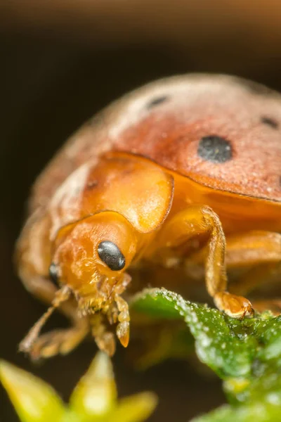 Macro de inseto inseto (joaninha) na folha na natureza — Fotografia de Stock