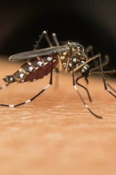 Macro do mosquito (Aedes aegypti) sugando sangue — Fotografia de Stock